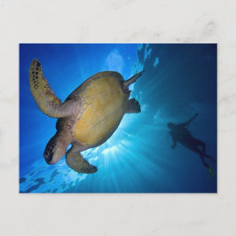 Sea Turtle and Diver Vykort