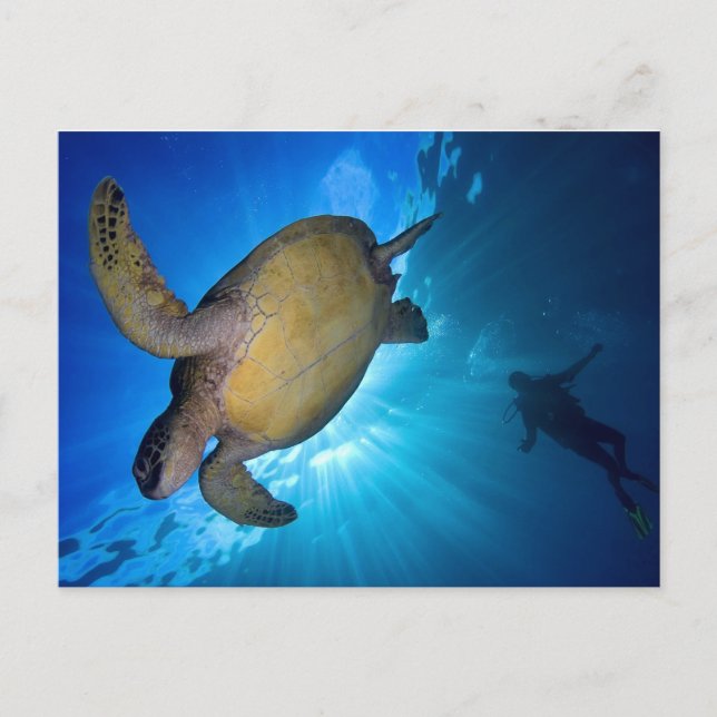 Sea Turtle and Diver Vykort (Framsida)