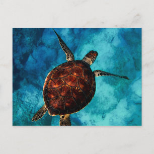Sea Turtle Beauty Vykort