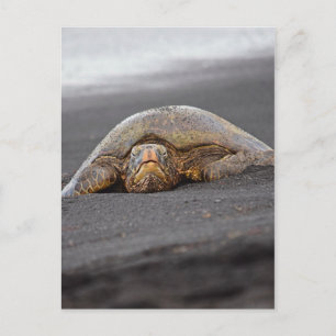 Sea Turtle - Black Sand Beach - Hawaii Vykort