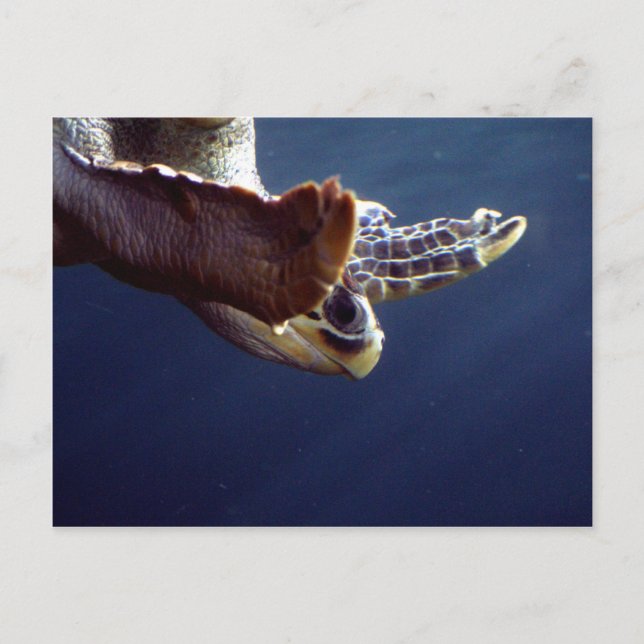 Sea Turtle Diving Vykort (Framsida)