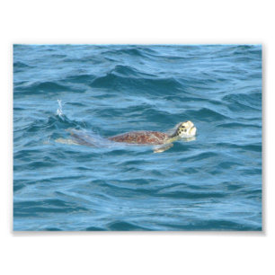 Sea Turtle Fototryck