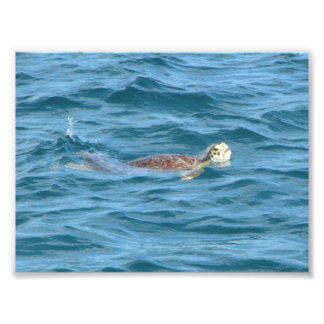 Sea Turtle Fototryck