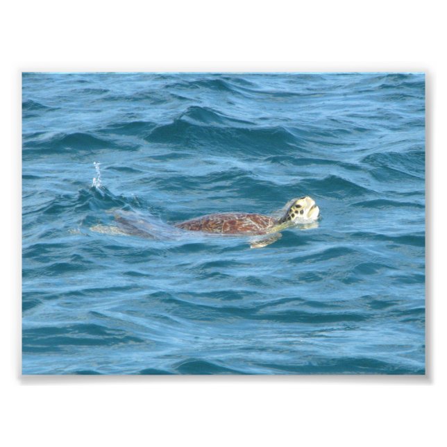 Sea Turtle Fototryck (Framsidan)