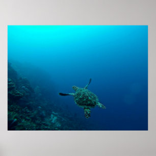 SEA TURTLE I VATTEN POSTER