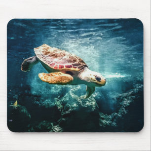 Sea Turtle Loggerhead Musmatta