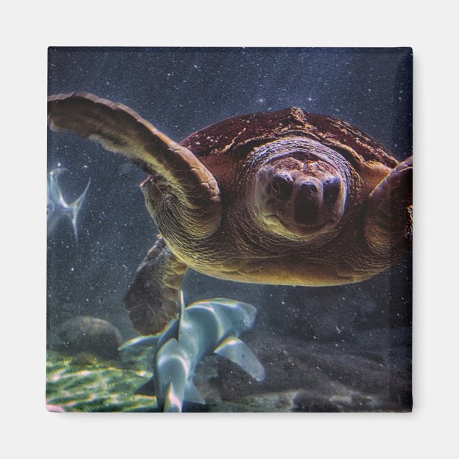 Sea Turtle Magnet (Framsidan)