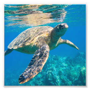 Sea Turtle, Marine Turtle, Chelonioidea, reptile Fototryck