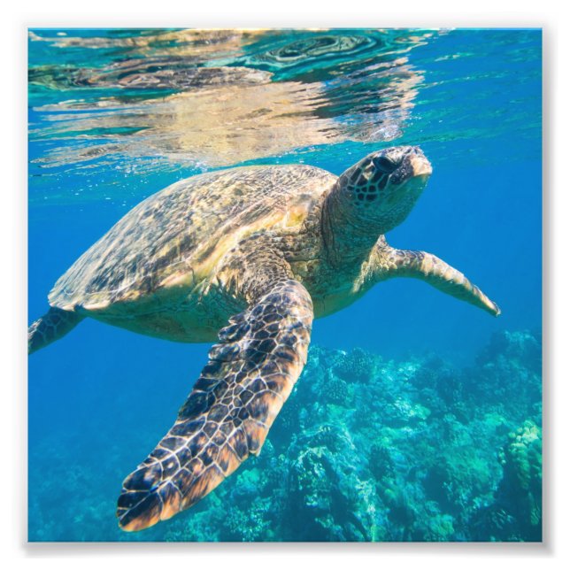 Sea Turtle, Marine Turtle, Chelonioidea, reptile Fototryck (Framsidan)