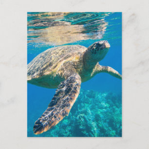 Sea Turtle, Marine Turtle, Chelonioidea, reptile Vykort