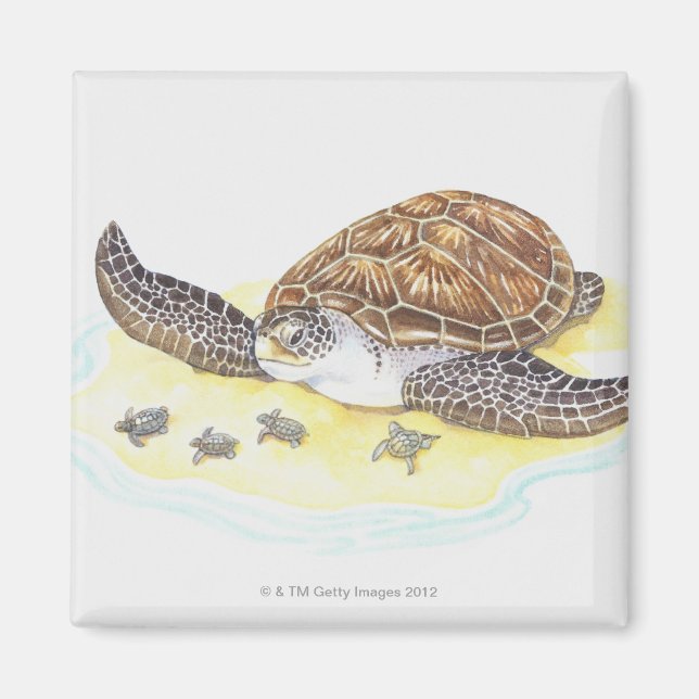 Sea Turtle och Spädbarn Magnet (Framsidan)