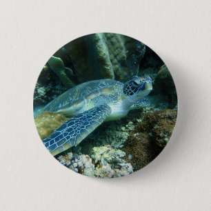 Sea Turtle on Seabed Photo Knapp
