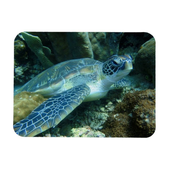 Sea Turtle on Seabed Photo Magnet (Horisontell)
