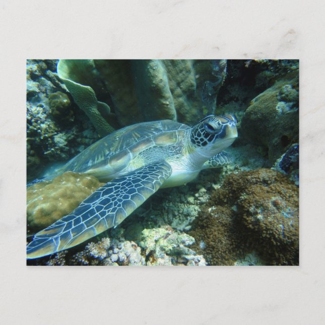 Sea Turtle on Seabed Photo Vykort (Framsida)