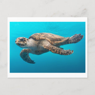 Sea Turtle Photo Postcard Vykort