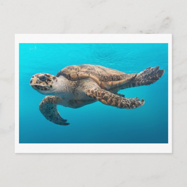 Sea Turtle Photo Postcard Vykort (Framsida)