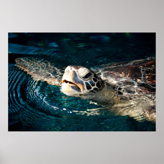 Sea Turtle Poster (Framsidan)