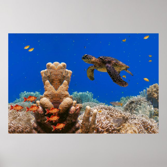Sea Turtle Poster (Framsidan)