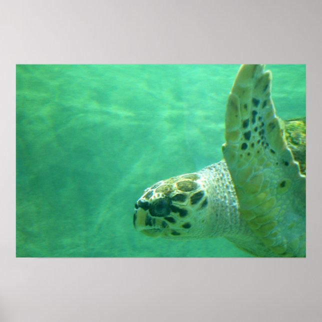 Sea Turtle Poster (Framsidan)