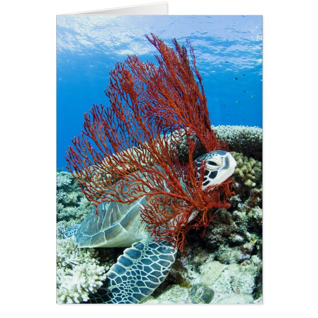 Sea Turtle RestEG Hälsningskort (Framsidan)