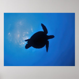 Sea Turtle Silouette Poster