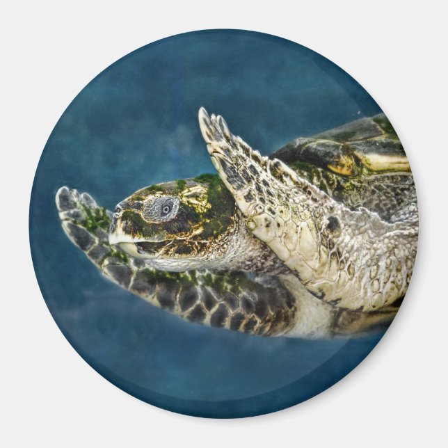 Sea Turtle Surprise Magnet (Framsidan)