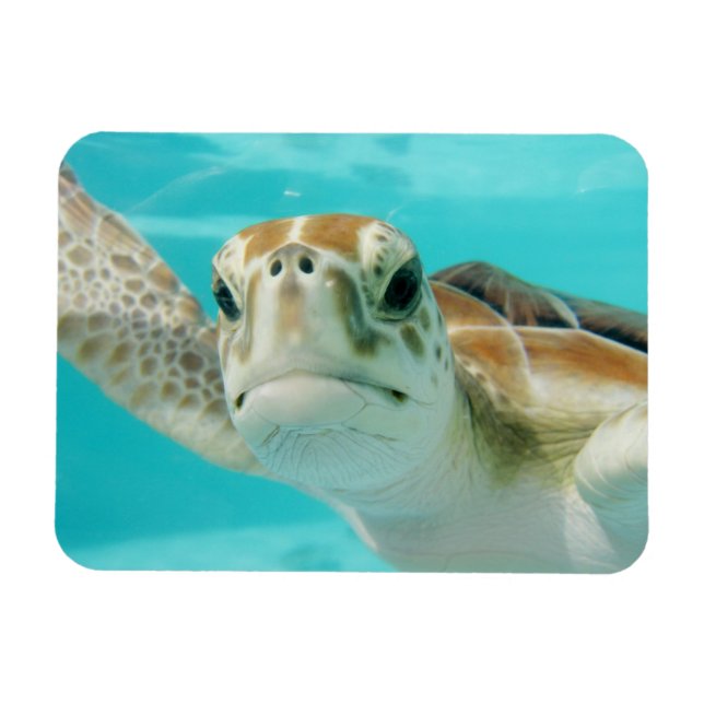 Sea Turtle Swimming i Turqouise Vatten Magnet (Horisontell)
