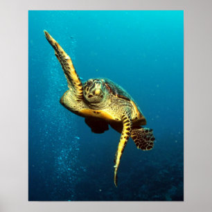 Sea Turtle Swimming Underwater Poster