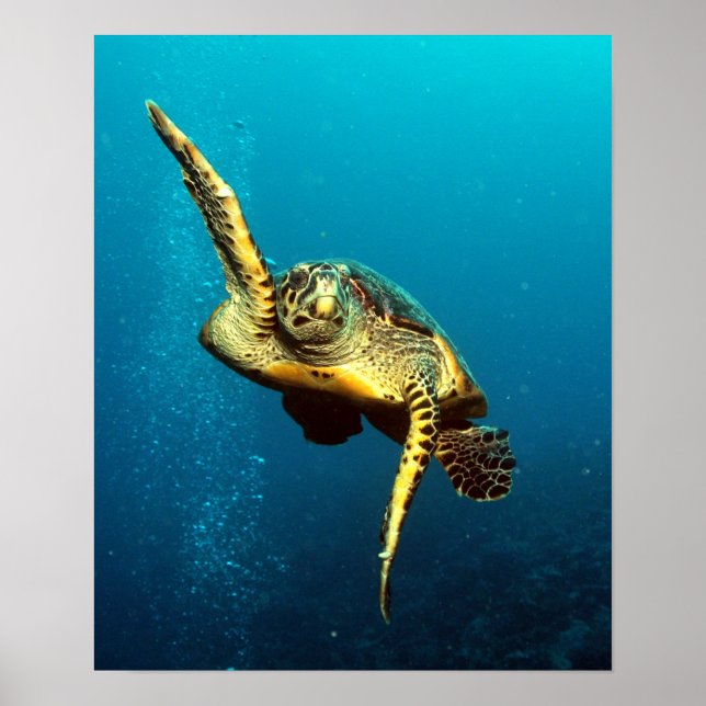 Sea Turtle Swimming Underwater Poster (Framsidan)