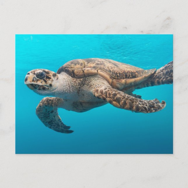 Sea Turtle Swimming Vykort (Framsida)