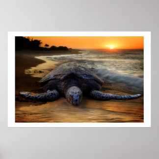 Sea Turtle vid Sunset Poster