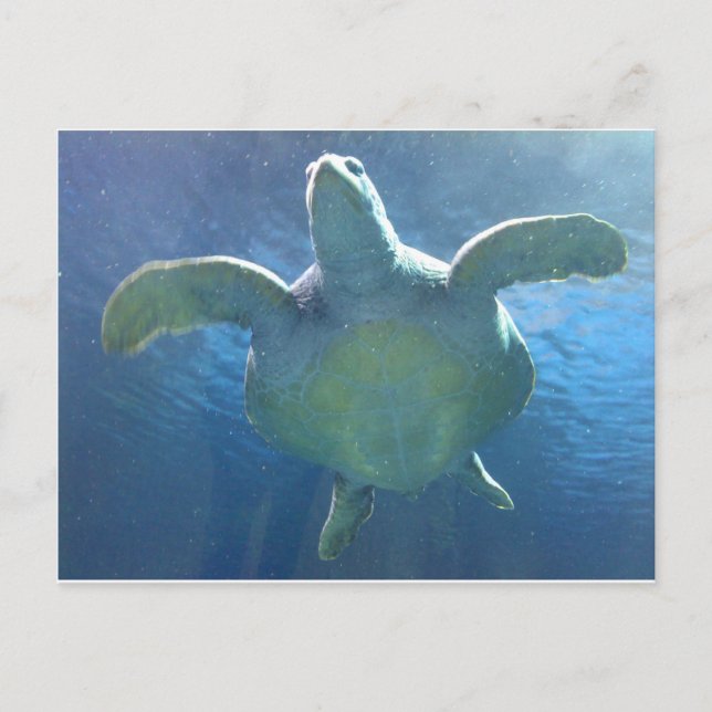 Sea Turtle Vykort (Framsida)