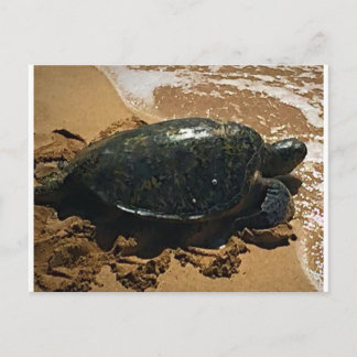 Sea Turtle Vykort