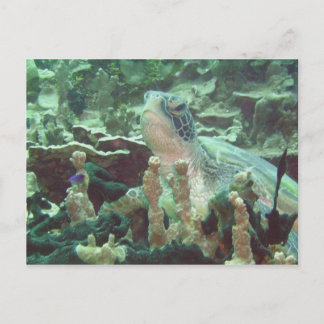 Sea Turtle Vykort