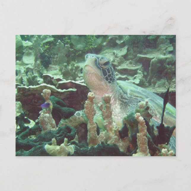 Sea Turtle Vykort (Framsida)