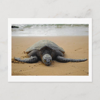 Sea Turtle Vykort