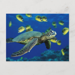 Sea Turtle Vykort