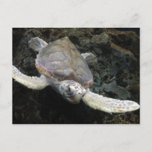 Sea Turtle Vykort