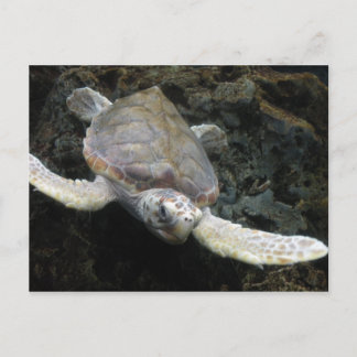 Sea Turtle Vykort