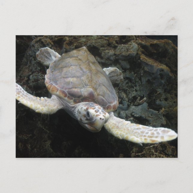 Sea Turtle Vykort (Framsida)