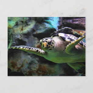 Sea Turtle Vykort