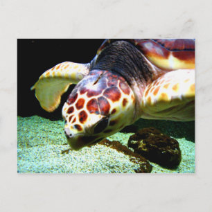 Sea Turtle-vykort Vykort