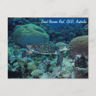 Sea Turtle-vykort Vykort