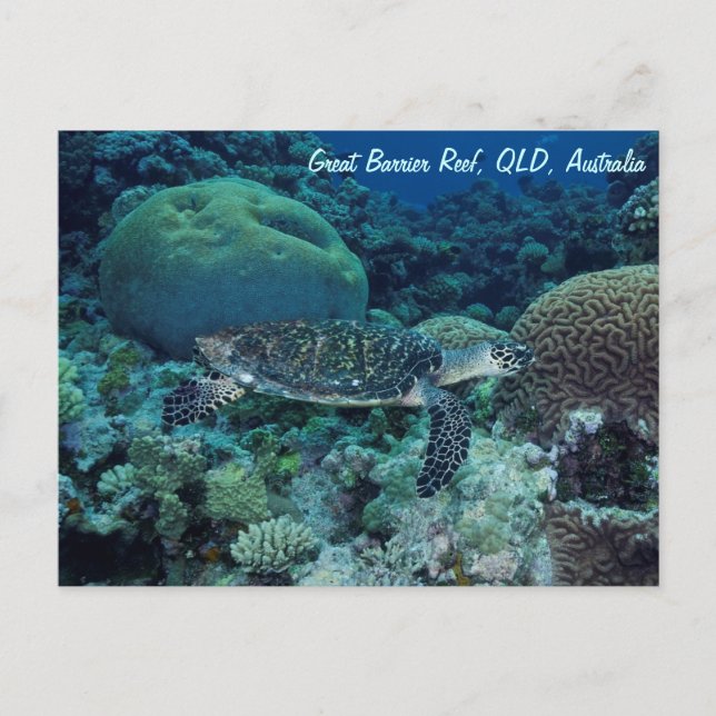 Sea Turtle-vykort Vykort (Framsida)