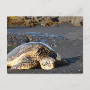 Sea Turtle-vykort Vykort