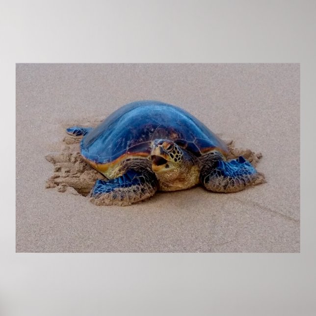 Sea Turtle Yawning Poster (Framsidan)