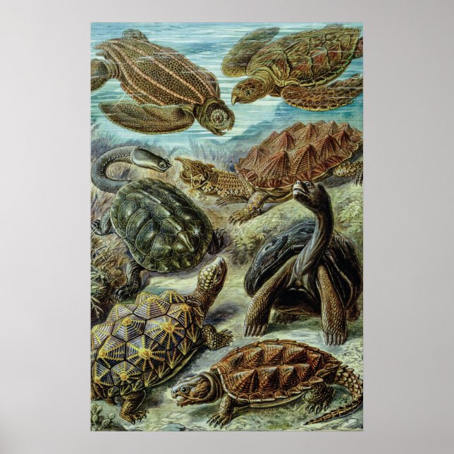 Sea Turtles och Tortoises av Ernst Haeckel Poster (Framsidan)
