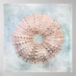 Sea Urchin Distress Coastal Blue Cream Painting Poster