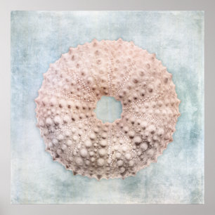 Sea Urchin Distress Coastal Blue Cream Painting Poster