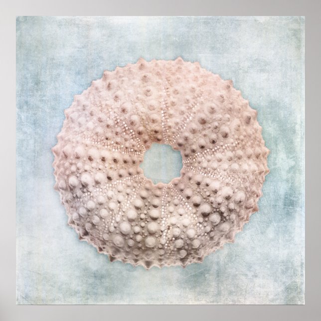 Sea Urchin Distress Coastal Blue Cream Painting Poster (Framsidan)